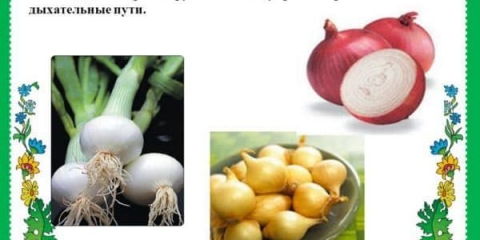 Šta je koristan luk - korisna svojstva luka, za ljudsko zdravlje